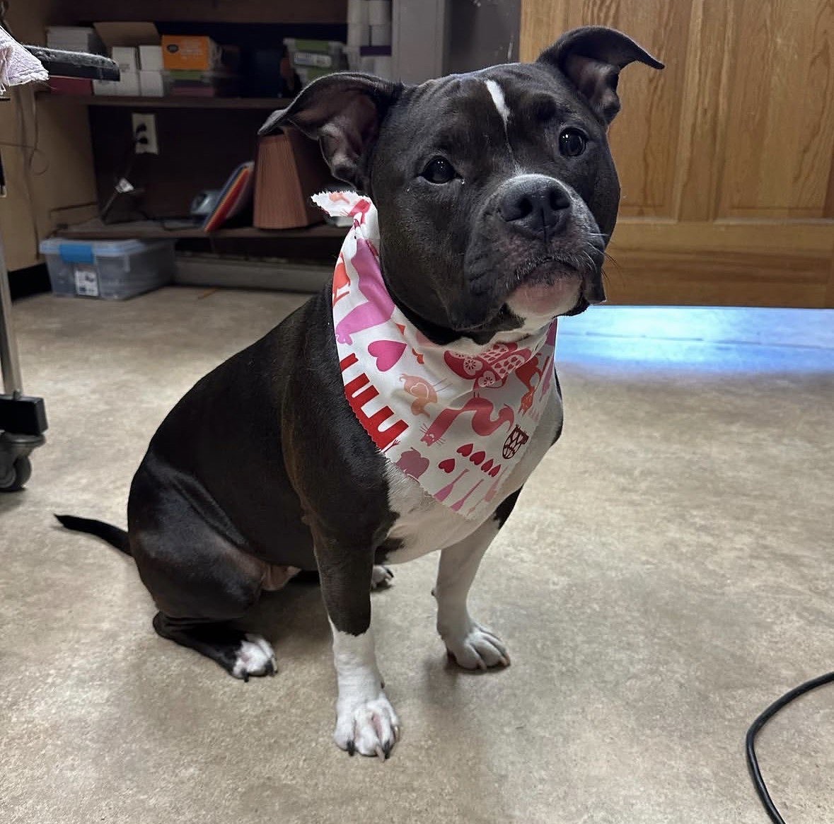 Staffy after a grooming visit